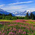 Alaska-Juneau-750